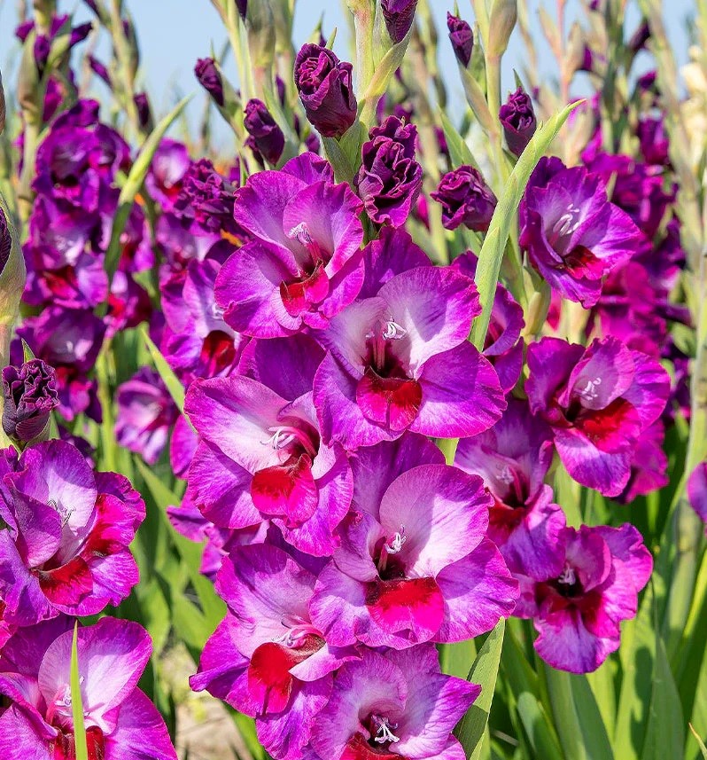 Гладиолус крупноцветковый Алфалфа